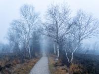 Morgentour durchs neblige Kendlmühlfilzn